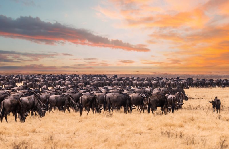 COVID slashes Kenyan tourism revenues by $1 billion