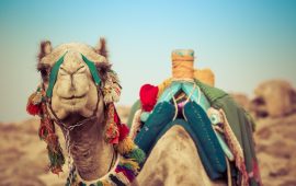 With tourists slow to return, Egypt’s resorts and ancient sites face tough winter