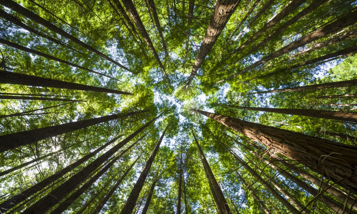 Sanando con la naturaleza: terapia forestal en acción