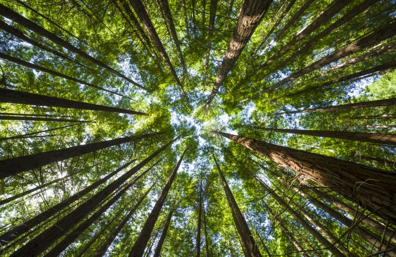 Sanando con la naturaleza: terapia forestal en acción